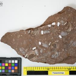 Ctenaspis Kiaer, 1930