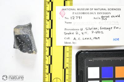 Vernonaspis Flower & Wayland-Smith, 1952