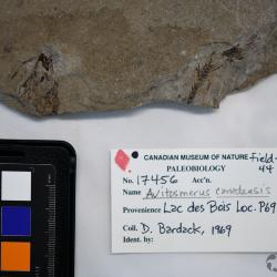 Avitosmerus canadensis