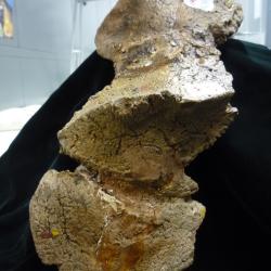 Stereocephalus tutus