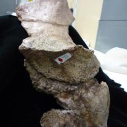 Stereocephalus tutus