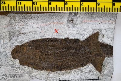 Palaeoniscus alberti