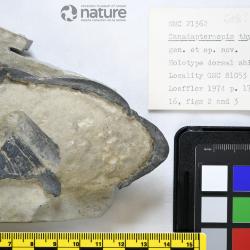 Canadapteraspis Dineley & Loeffler, 1976