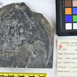 Cephalaspis campbelltonensis