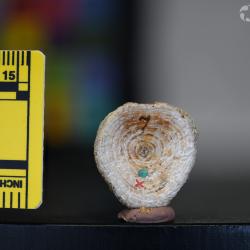 Ameiurus maconnellii