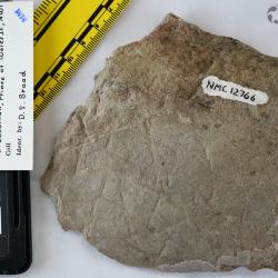 Boothiaspis Broad, 1973