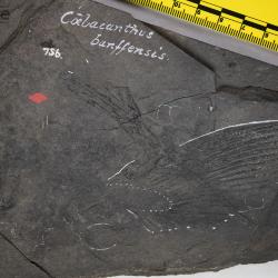 Coelacanthus banffensis