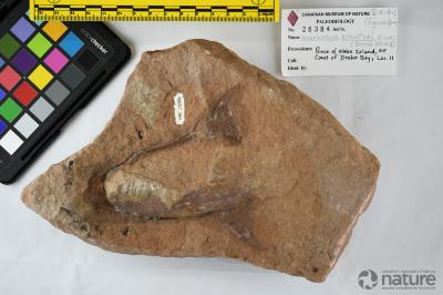 Unarkaspis Elliott, 1983