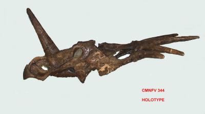 Styracosaurus albertensis