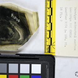 Canadapteraspis Dineley & Loeffler, 1976