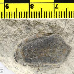 Anglaspis Jaekel, 1927