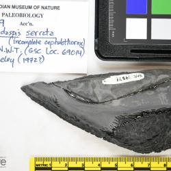 Lepidaspis Dineley & Loeffler, 1976