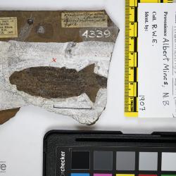 Palaeoniscus alberti