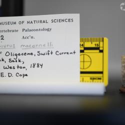 Ameiurus maconnellii