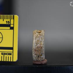 Ameiurus maconnellii