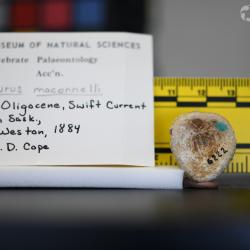 Ameiurus maconnellii