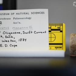 Ameiurus maconnellii