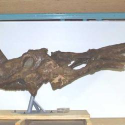 Styracosaurus albertensis