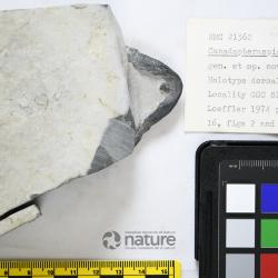 Canadapteraspis Dineley & Loeffler, 1976