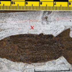 Palaeoniscus alberti