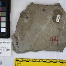 Avitosmerus canadensis