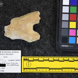 Rhinoceros occidentalis