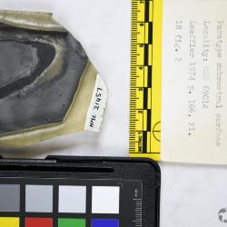 Canadapteraspis Dineley & Loeffler, 1976