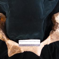 Stereocephalus tutus