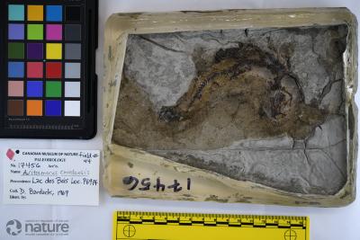 Avitosmerus canadensis