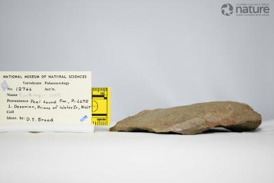 Boothiaspis Broad, 1973