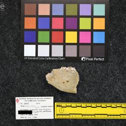 Rhinoceros occidentalis