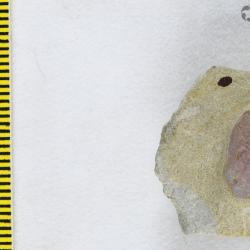 Poraspis Kiaer, 1930