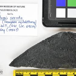 Lepidaspis Dineley & Loeffler, 1976