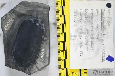 Canadapteraspis Dineley & Loeffler, 1976