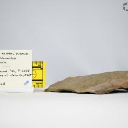 Boothiaspis Broad, 1973