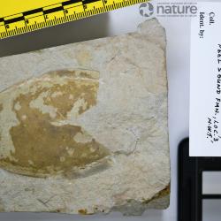 Stegobranchiaspis Elliott, 1983