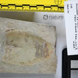 Stegobranchiaspis Elliott, 1983