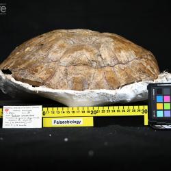Testudo laticunea