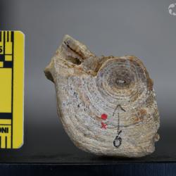 Ameiurus maconnellii