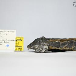 Bothriolepis canadensis