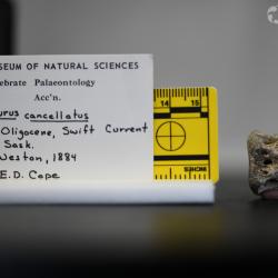 Ameiurus cancellatus