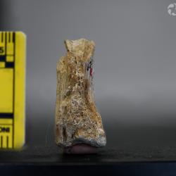 Ameiurus maconnellii