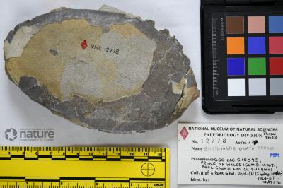 Boothiaspis Broad, 1973