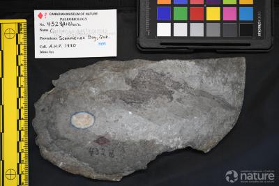 Quebecius quebecensis