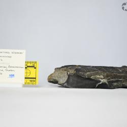 Bothriolepis canadensis