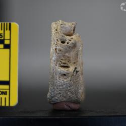 Ameiurus maconnellii