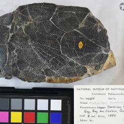 Bothriolepis canadensis