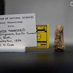 Ameiurus maconnellii