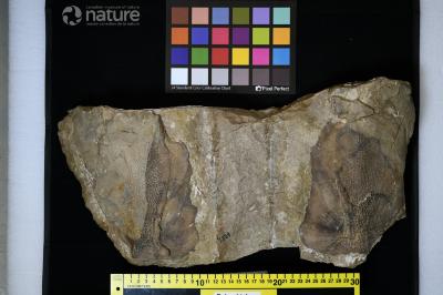 Dinichthys Newberry, 1868