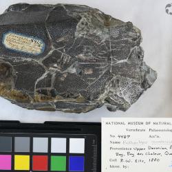 Bothriolepis canadensis